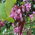 Cercis siliquastrum fleur et fruits